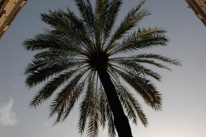 barcelona - palm-tree.jpg